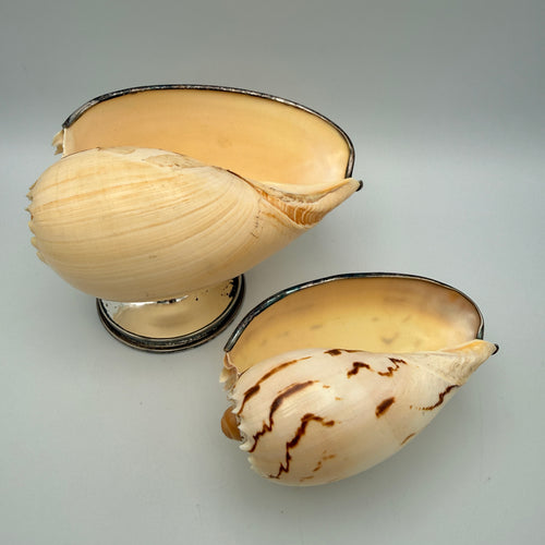 2er Set Antik Muschelschalen Silber-Fuss I Melo Walzenschnecke Schale Vintage Showroom Ansbach