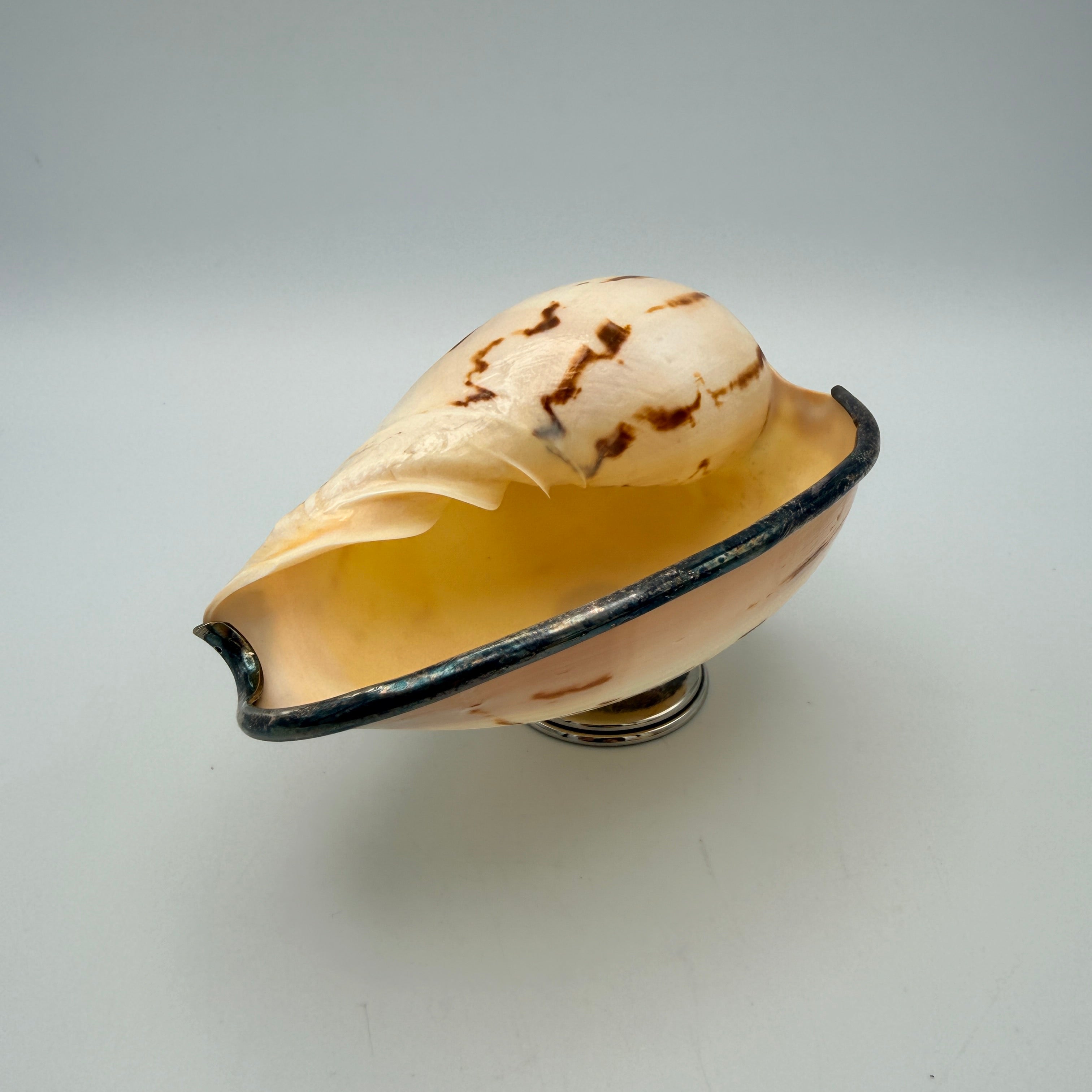 2er Set Antik Muschelschalen Silber-Fuss I Melo Walzenschnecke Schale Vintage Showroom Ansbach