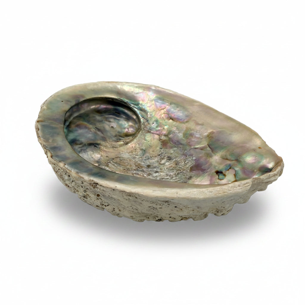 Große Abalone Muschel Seeschnecke Perlmutt Schale Räucherschale Deko Vintage Showroom Ansbach