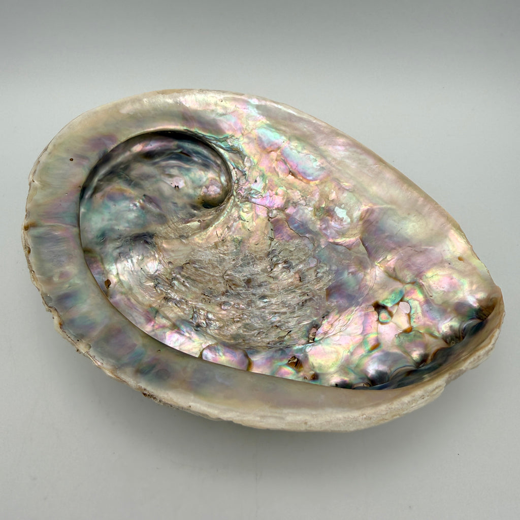 Große Abalone Muschel Seeschnecke Perlmutt Schale Räucherschale Deko Vintage Showroom Ansbach