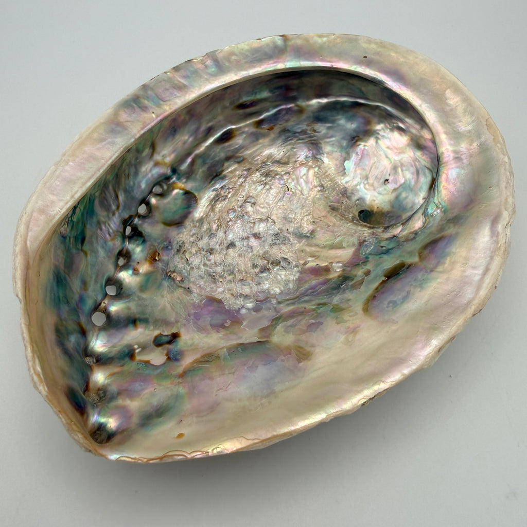 Große Abalone Muschel Seeschnecke Perlmutt Schale Räucherschale Deko Vintage Showroom Ansbach