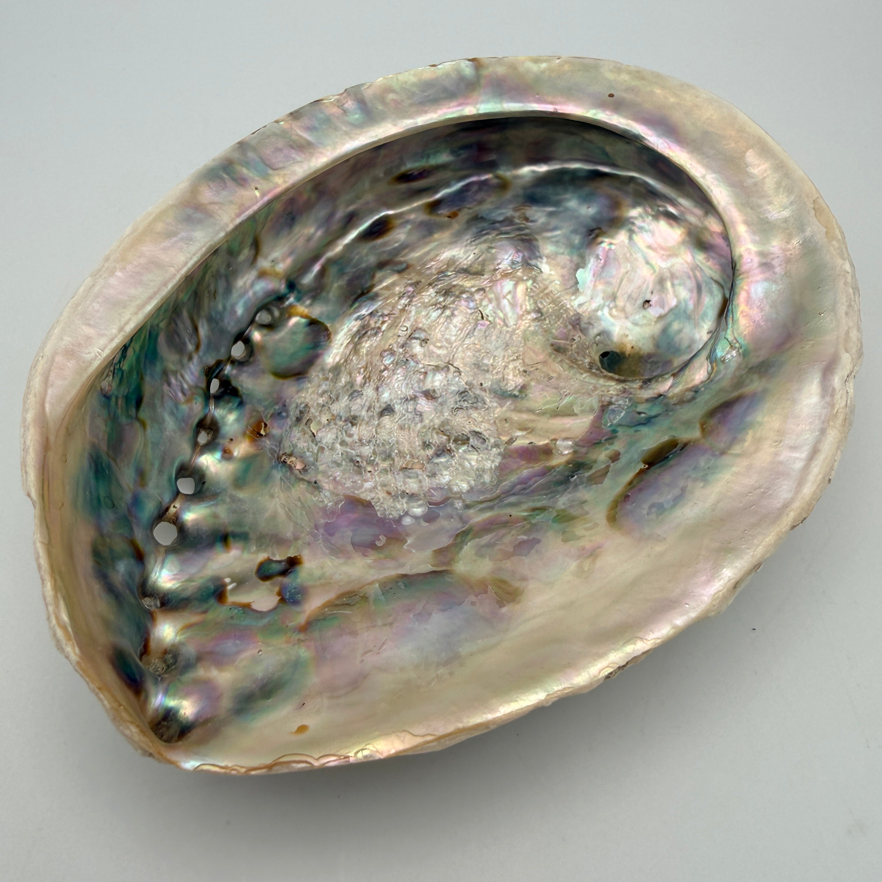 Große Abalone Muschel Seeschnecke Perlmutt Schale Räucherschale Deko Vintage Showroom Ansbach