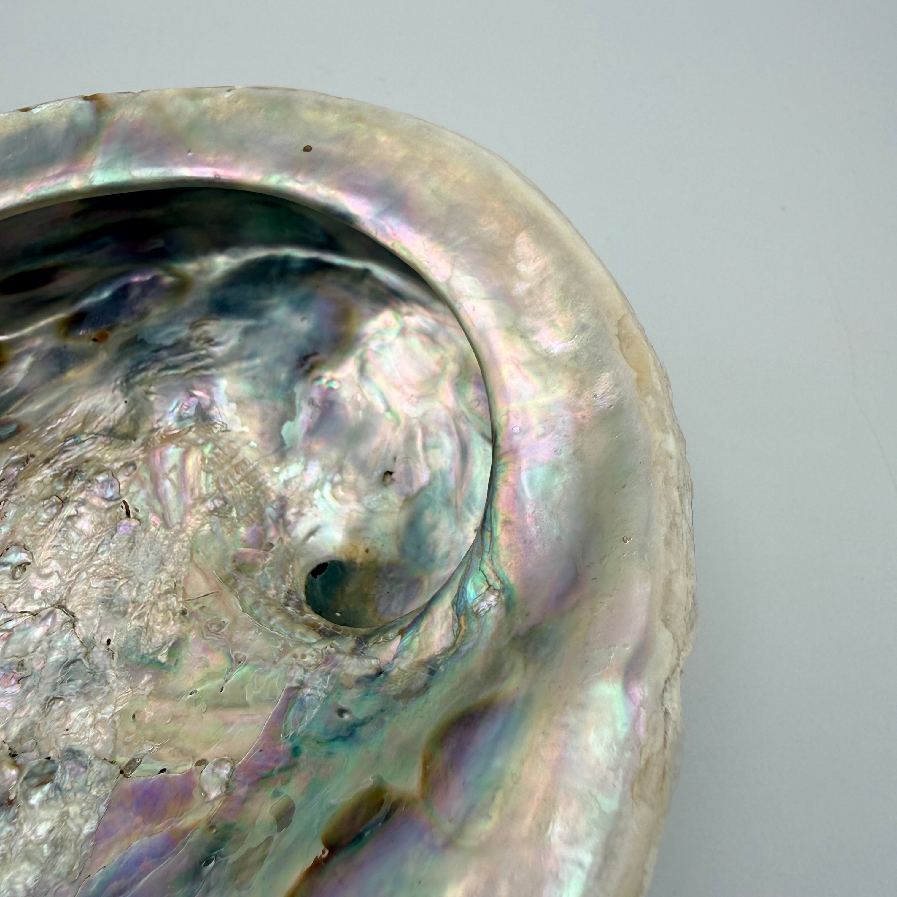 Große Abalone Muschel Seeschnecke Perlmutt Schale Räucherschale Deko Vintage Showroom Ansbach