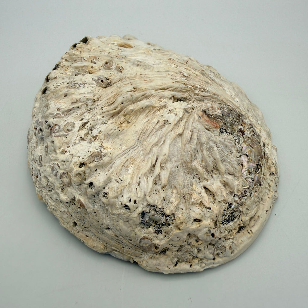 Große Abalone Muschel Seeschnecke Perlmutt Schale Räucherschale Deko Vintage Showroom Ansbach