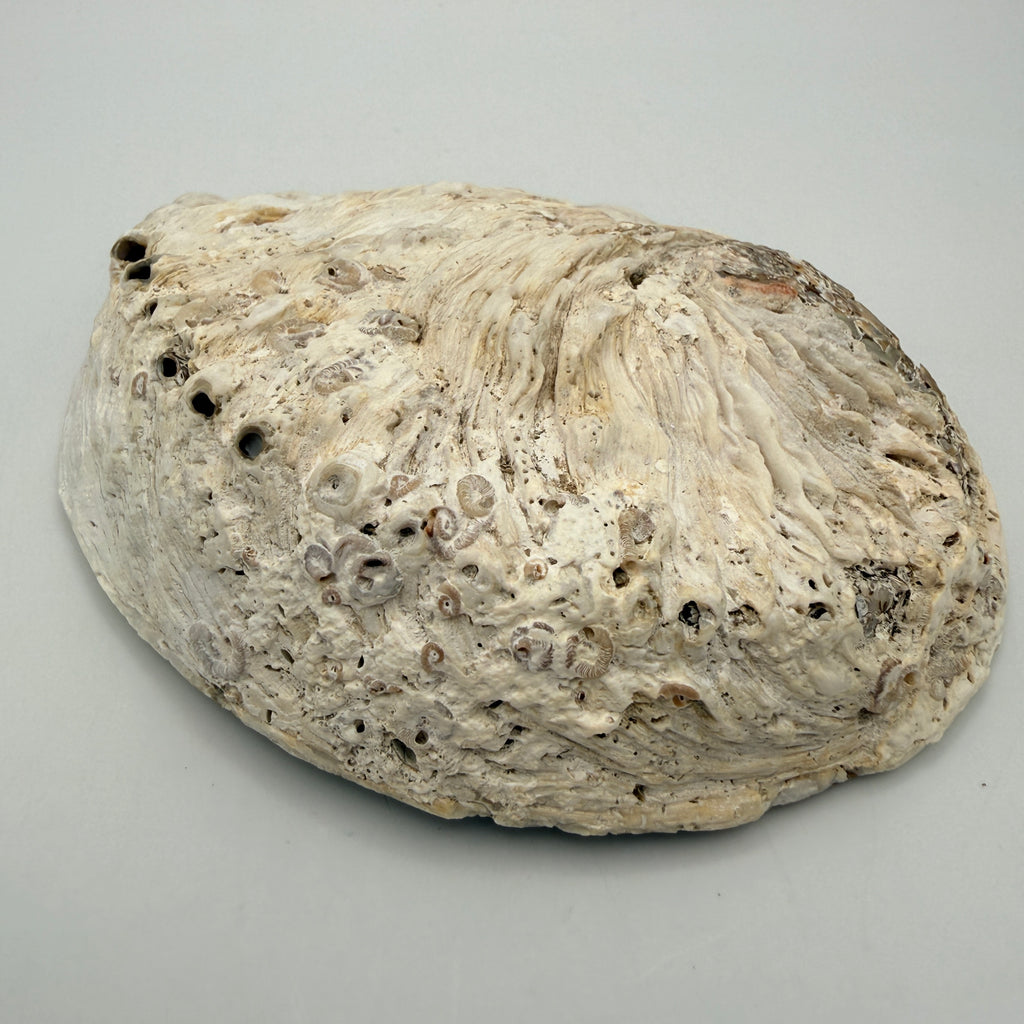 Große Abalone Muschel Seeschnecke Perlmutt Schale Räucherschale Deko Vintage Showroom Ansbach
