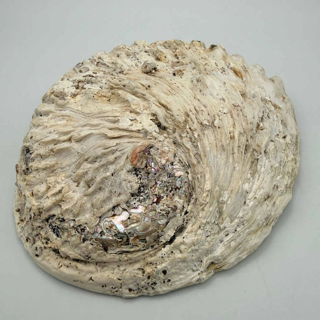 Große Abalone Muschel Seeschnecke Perlmutt Schale Räucherschale Deko Vintage Showroom Ansbach