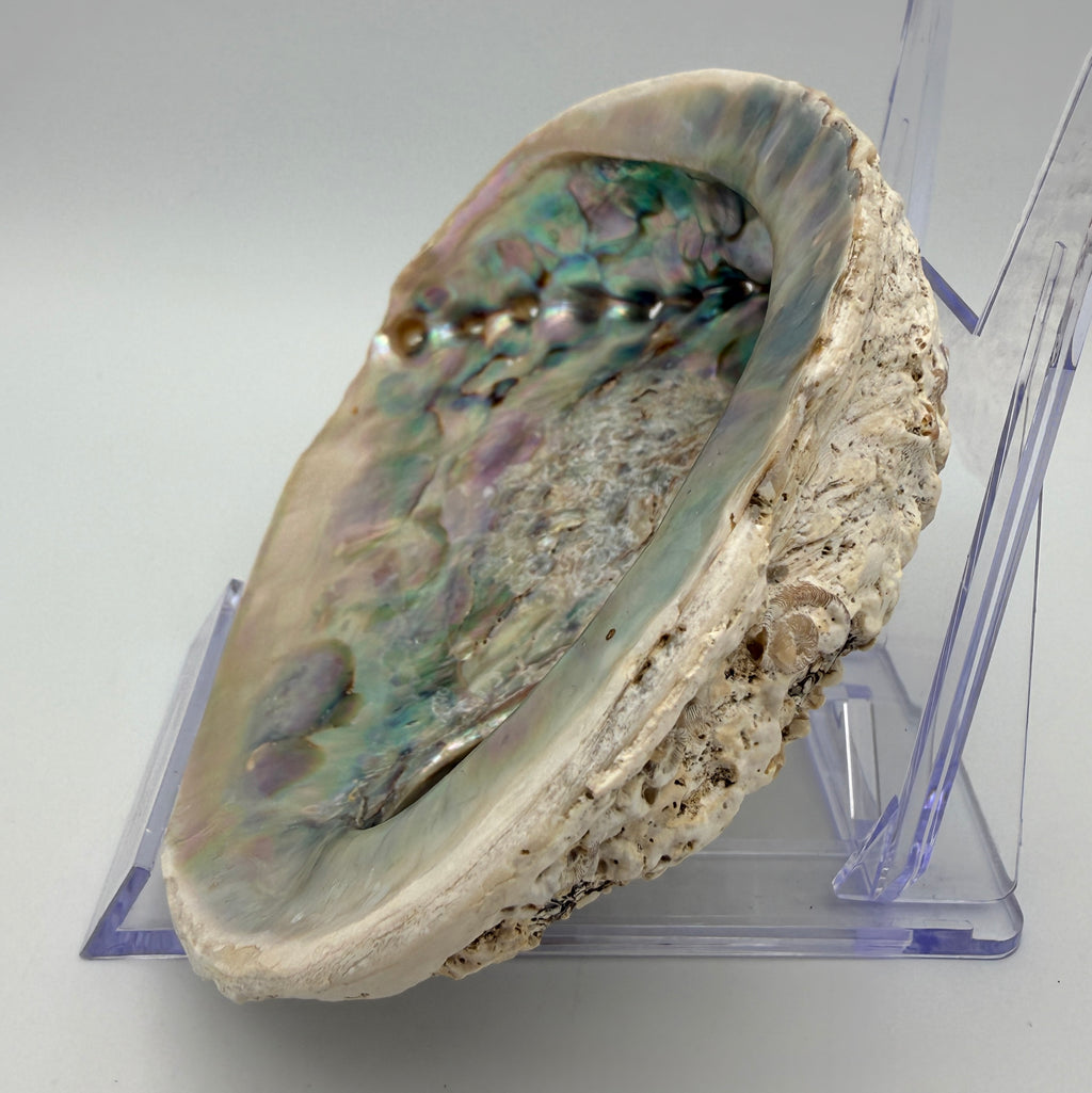 Große Abalone Muschel Seeschnecke Perlmutt Schale Räucherschale Deko Vintage Showroom Ansbach