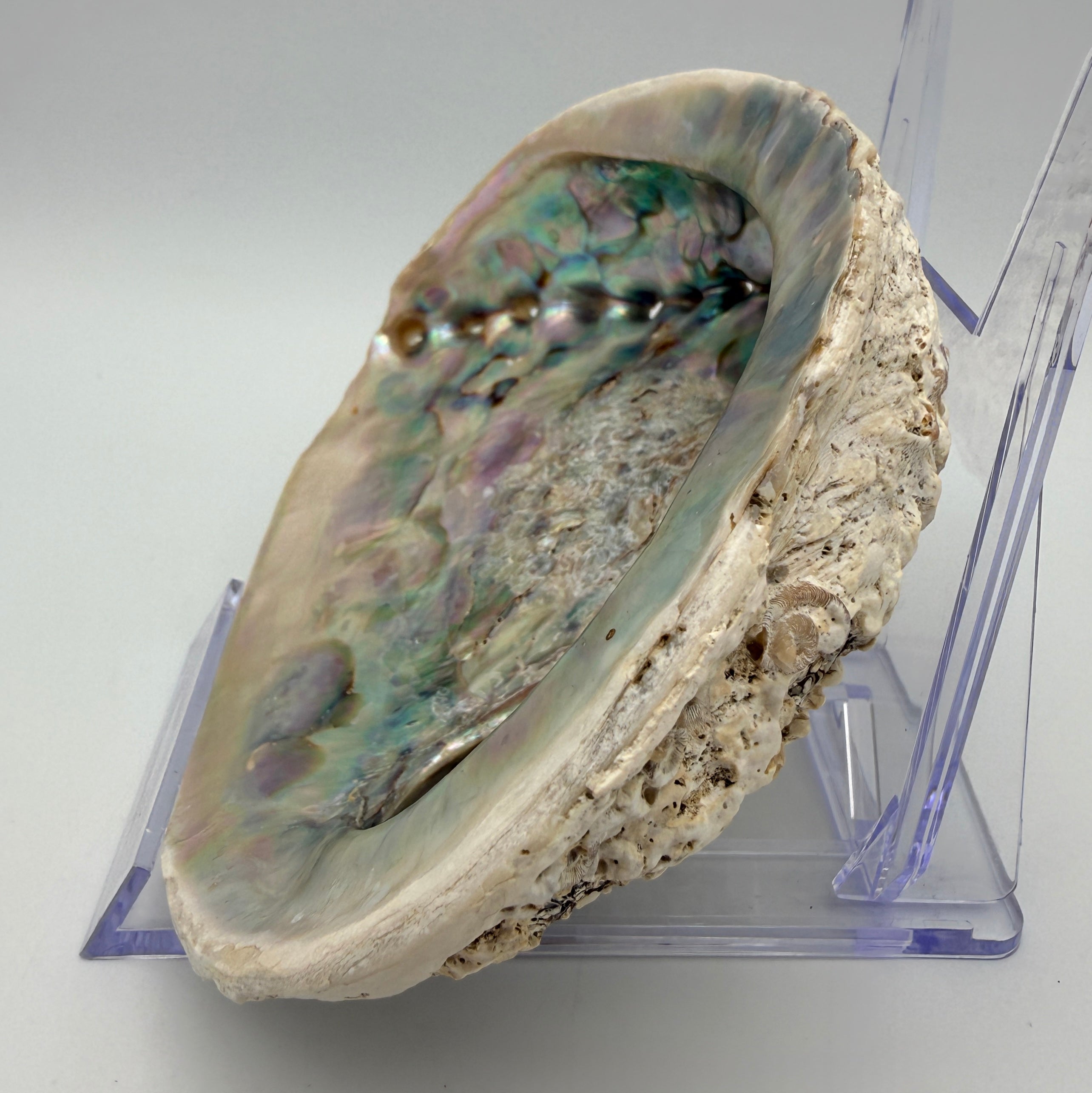 Große Abalone Muschel Seeschnecke Perlmutt Schale Räucherschale Deko Vintage Showroom Ansbach