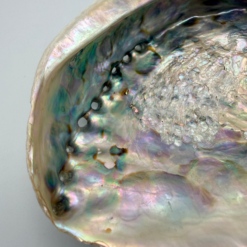 Große Abalone Muschel Seeschnecke Perlmutt Schale Räucherschale Deko Vintage Showroom Ansbach